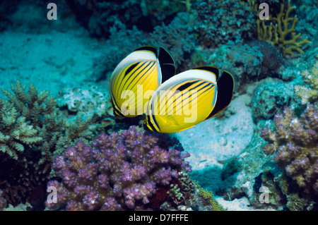 Blacktail butterflyfish or Exquisite butterflyfish (Chaetodon austriacus), pair feeding. Stock Photo