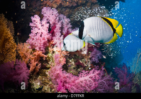 Lined butterflyfish (Chaetodon lineolatus) pair swimming over coral reef  Egypt Red Sea Stock Photo