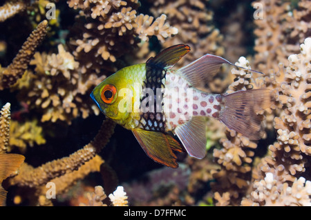 Pajama cardinalfish (Sphaeramia nematoptera). Manado, North Sulawesi, Indonesia. Stock Photo