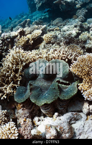 Fluted giant clam (Tridacna squamosa) on coral reef. Maldives. Stock Photo