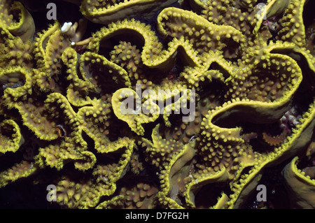 Cabbage or Letuce coral (Turbinaria reniformis). Egypt, Red Sea. Indo-Pacific. Stock Photo