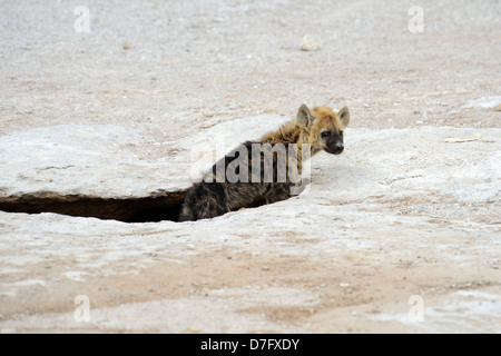 Spotted hyena emerging from den in Amboseli National Park, Kenya, East Africa Stock Photo
