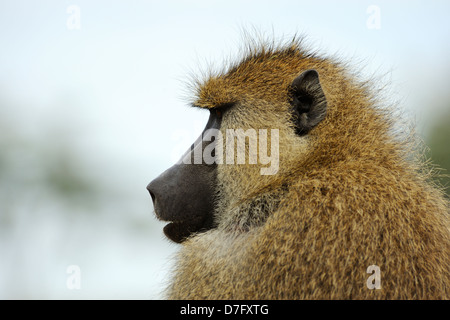 Male olive baboon in Amboseli National Park, Kenya, East Africa Stock Photo