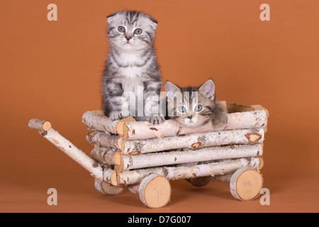 Scottish Fold kitten Stock Photo