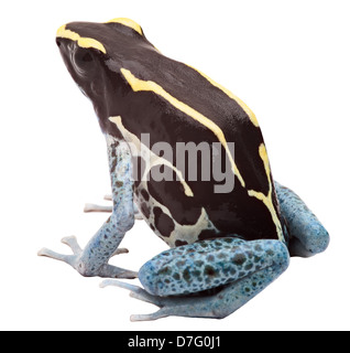 poison dart frog isolated on white. Tropical exotic amphibian from Amazon rain forest in Surinamespecies kept as pet animal Stock Photo