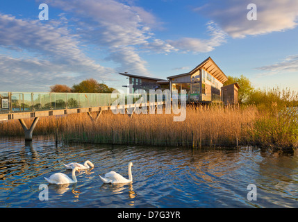 Attenborough Nature centre eco building with swans in the reclaimed gravel pit nature reserve Nottingham England UK GB Europe Stock Photo