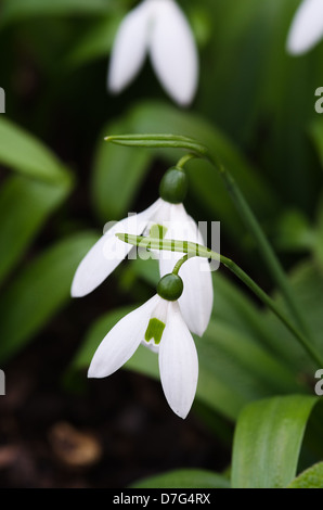 Galanthus ikariae - snowdrop Stock Photo