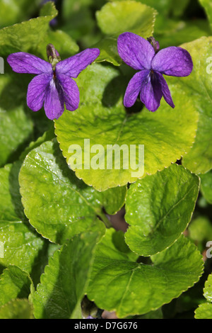 Sweet Violets Viola odorata Stock Photo