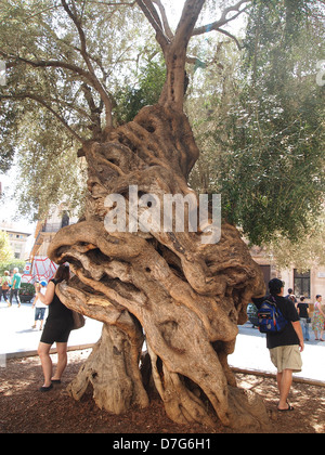 A mighty olive tree in Palma de Mallorca Stock Photo