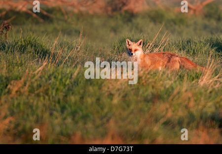 Red Fox Vulpes vulpes walking in golden early morning sunlight