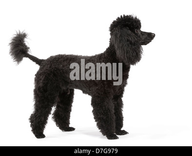 Toy Poodle aged 15 months Stock Photo