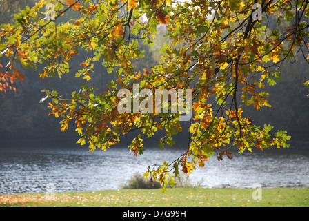 oak tree by waterside in fall Stock Photo