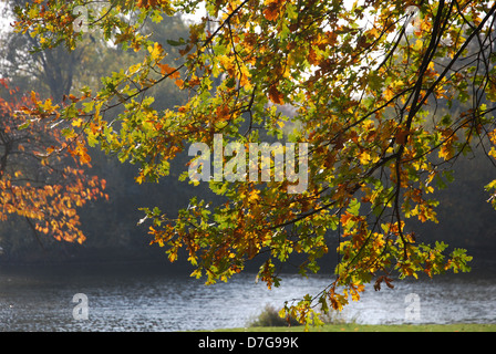 oak tree by waterside in fall Stock Photo