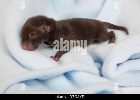 Newborn fox cub on blanket Stock Photo