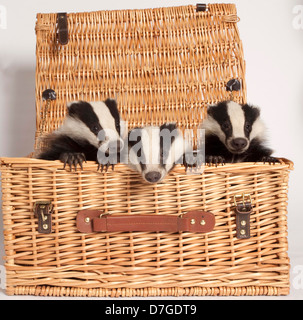 Three badger cubs in a basket in the studio Stock Photo