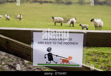 keep your dog on lead sign pinned to a gate near a footpath next to livestock sheep and lambs in a field in rural Devon, UK Stock Photo