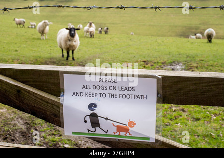 keep your dog on lead sign pinned to a gate near a footpath next to livestock sheep and lambs in a field in rural Devon, UK Stock Photo