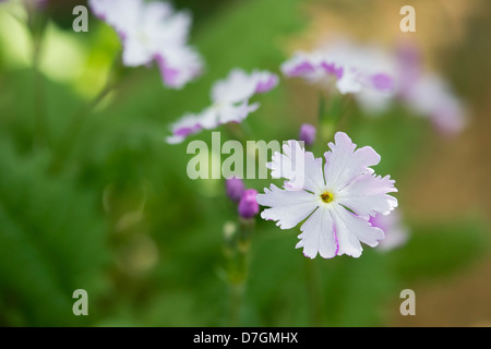 Primula Sieboldii tokimeki. Japanese primrose flower. Asiatic Primrose Stock Photo