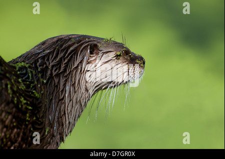 american river otter on green background