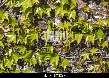 Ivy on wall - new green Ivy growth beginning to cover brick wall Stock Photo