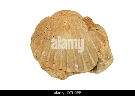 fossil bivalve shell cast isolated on white background Stock Photo