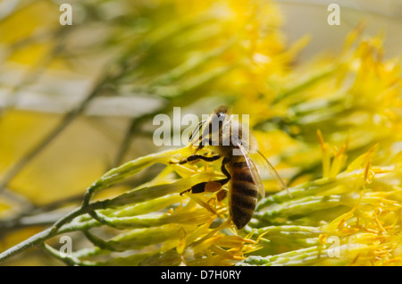 honeybee on yellow rabbitbrush flower macro image Stock Photo