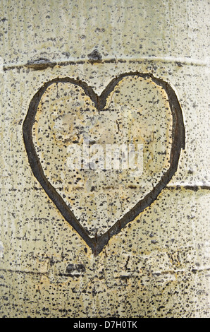 heart carved on aspen tree trunk bark Stock Photo