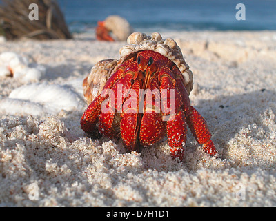 A hermit crab emerges from its shell at Howland Island National Wildlife Refuge in the Pacific Ocean 1,600 miles southwest of Honolulu June 27, 2008. Stock Photo
