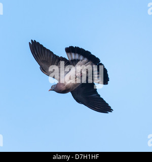 A Woodpigeon (Columba palumbus) in flight in the uk Stock Photo