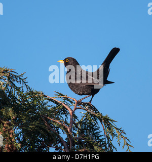 A male blackbird (turdus merula) sitting on a branch in a uk garden Stock Photo