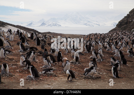 Chinstrap Penguin (Pygoscelis antarctica) colony, Baily Head, Deception Island, Antarctica. Stock Photo