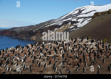 Chinstrap Penguin (Pygoscelis antarctica) colony, on the hike from Baily Head to Whaler's Bay, Deception Island, Antarctica. Stock Photo