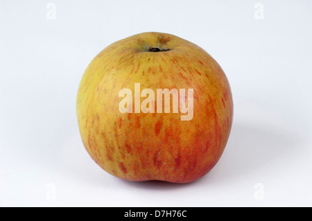 Domestic Apple Malus domestica variety Morgenduft Single apple studio picture Stock Photo