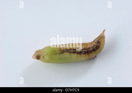 Box Tree Moth Cydalima perspectalis pupa Studio picture against white background Stock Photo