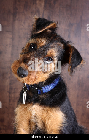 Close up of an 8 weeks old little airedale terrier puppy dog, begging Stock Photo