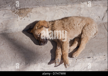 A small, stray puppy dog sleeps on the street in the sunshine. Stock Photo