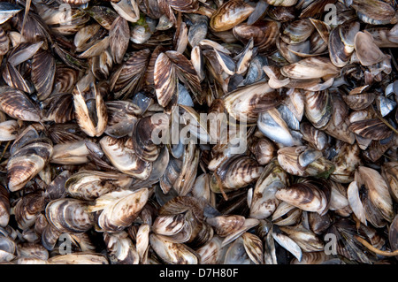 Zebra Mussel, Many-shaped Dreissena (Dreissena polymorpha). Empty shells Stock Photo