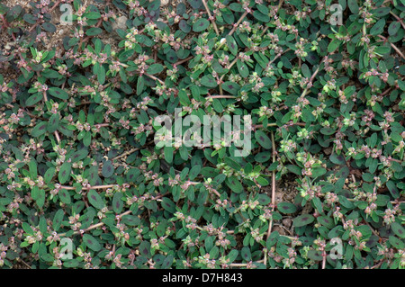 Spotted Spurge, Prostrate Spurge (Euphorbia maculata), flowering plants Stock Photo