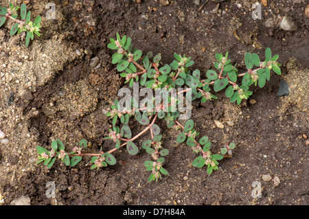 Spotted Spurge, Prostrate Spurge (Euphorbia maculata), flowering plant Stock Photo