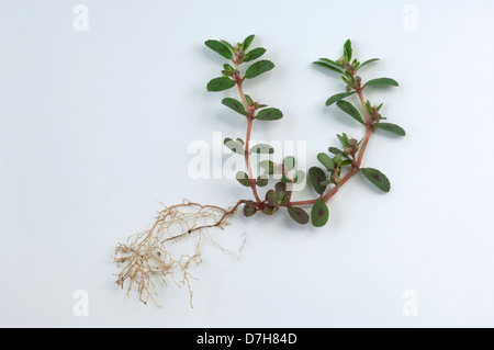 Spotted Spurge Prostrate Spurge Euphorbia maculata plant Studio picture against white background Stock Photo