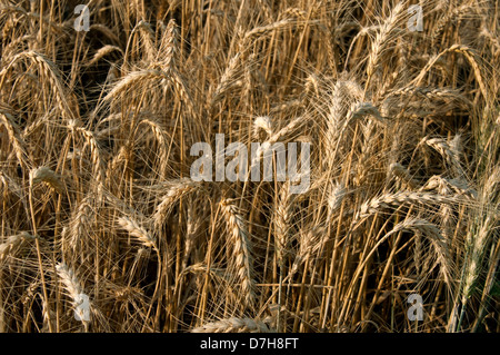 Durum Wheat, Macaroni Wheat (Triticum durum), ripe ears in a field Stock Photo