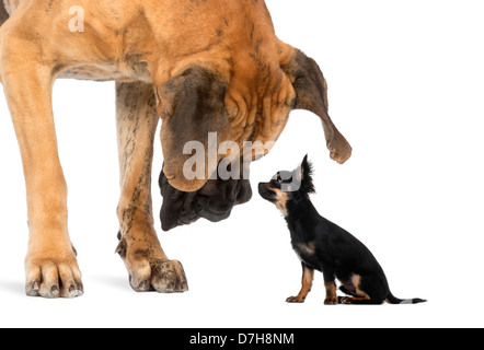 Great Dane looking at Chihuahua sitting against white background Stock Photo