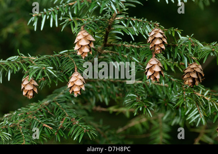 Eastern Hemlock (Tsuga canadensis), twig with cones Stock Photo