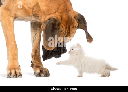 Great Dane looking at a kitten against white background Stock Photo