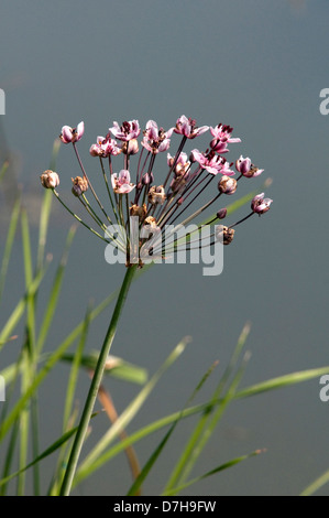Flowering Rush, Grass Rush (Butomus umbellatus), flowering Stock Photo