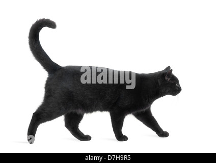 Side view of a Black Cat walking against white background Stock Photo