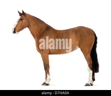 Side view of a Female Andalusian, 3 years old, also known as the Pure Spanish Horse or PRE, against white background Stock Photo