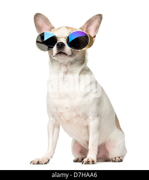 Chihuahua, 2 years old, sitting and wearing sunglasses against white background Stock Photo