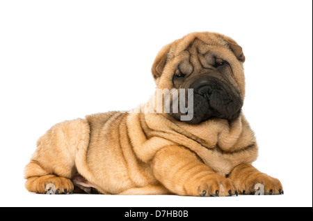 Portrait of Shar pei puppy, 11 weeks old, lying against white background Stock Photo