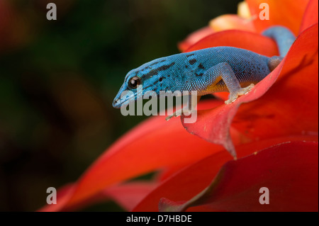 Williams' Dwarf Gecko, Electric Blue Gecko (Lygodactylus williamsi). Male in a red bromeliad flower Stock Photo